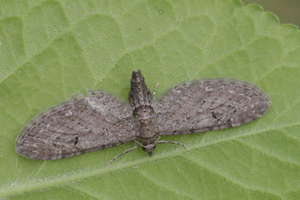 Eupithecia innotata: Bild 10