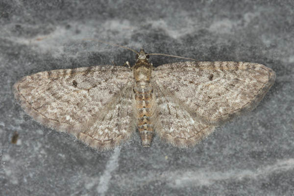 Eupithecia subfuscata: Bild 35
