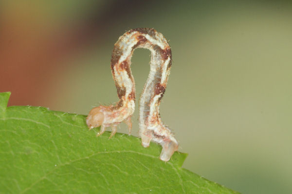 Eupithecia innotata: Bild 61