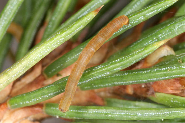 Eupithecia tantillaria: Bild 18
