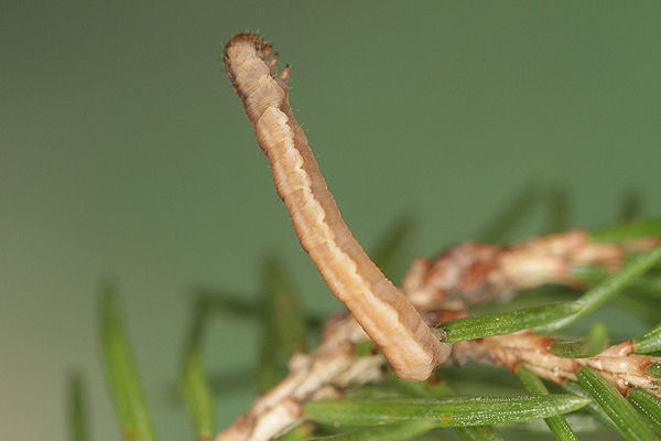 Eupithecia tantillaria: Bild 29