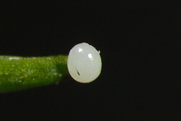Eupithecia subfuscata: Bild 3