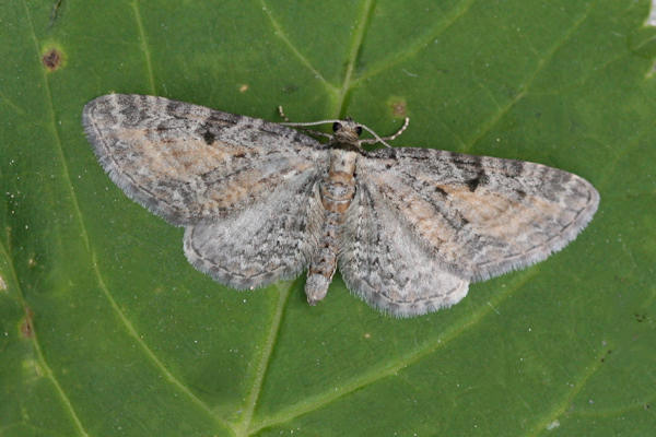 Eupithecia icterata: Bild 16