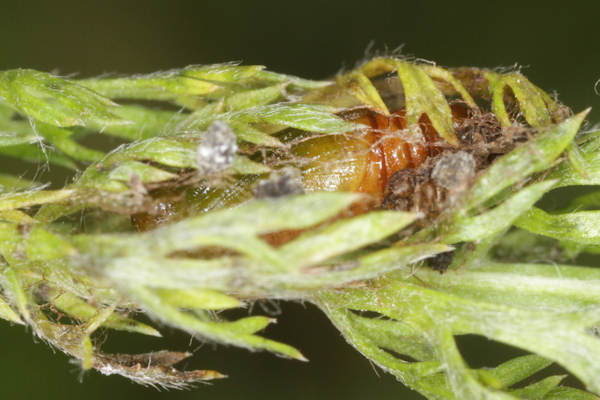 Eupithecia subfuscata: Bild 116