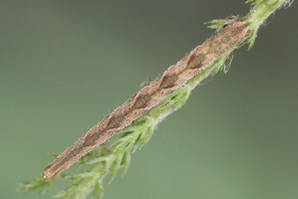 Eupithecia subfuscata: Bild 43