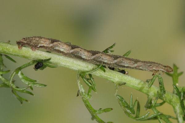 Eupithecia subfuscata: Bild 48