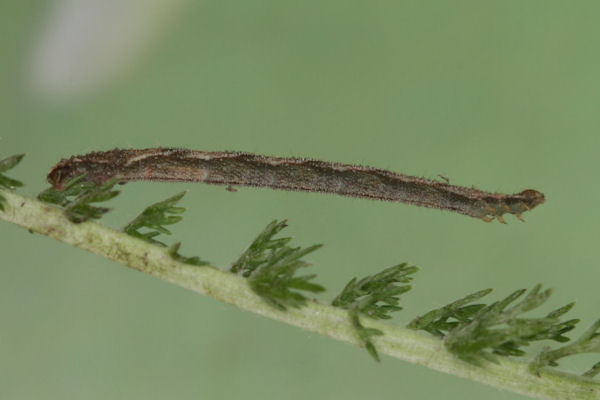Eupithecia subfuscata: Bild 50
