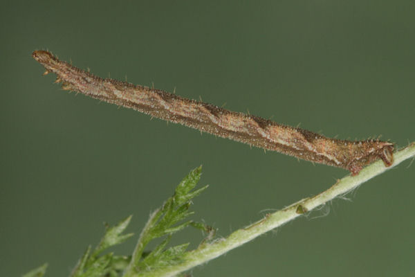 Eupithecia subfuscata: Bild 67