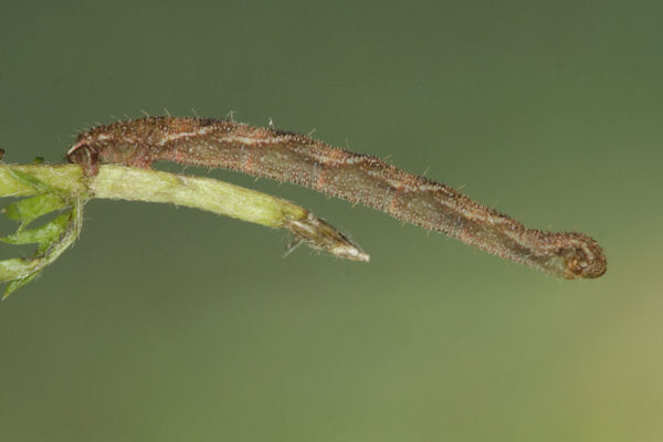 Eupithecia subfuscata: Bild 71