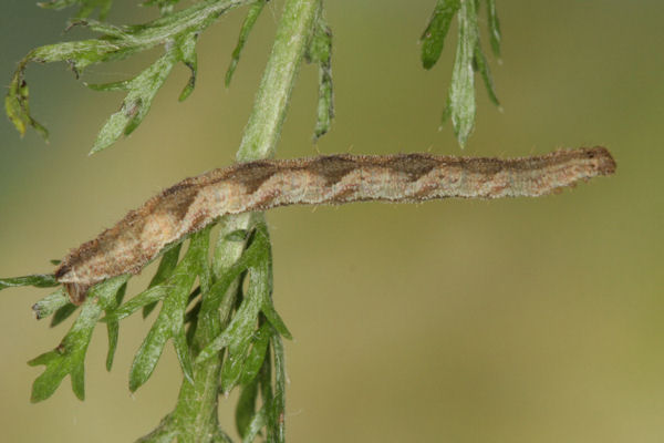 Eupithecia subfuscata: Bild 72