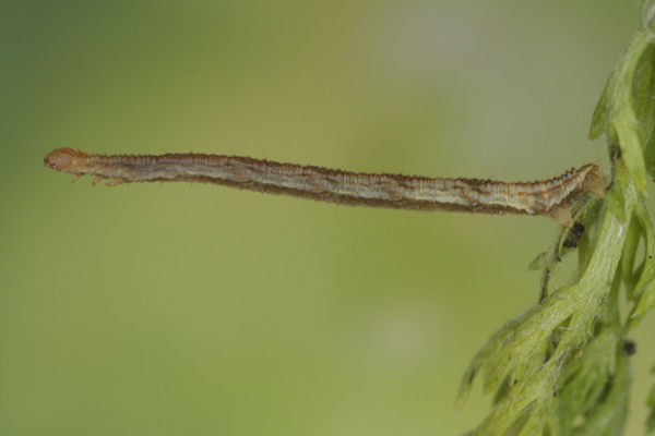 Eupithecia subfuscata: Bild 34