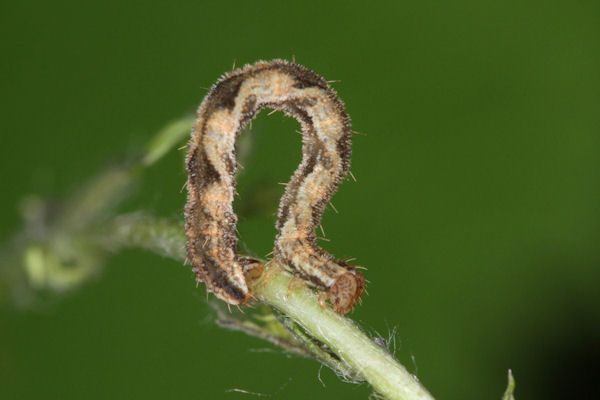 Eupithecia subfuscata: Bild 74