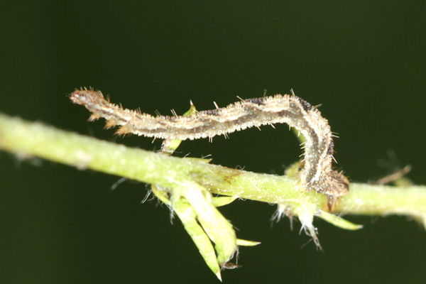 Eupithecia subfuscata: Bild 75