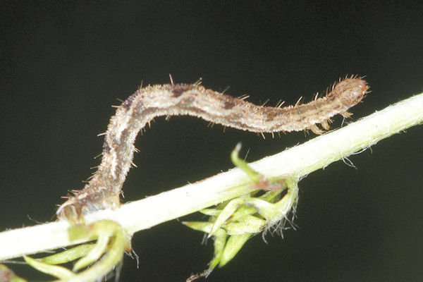Eupithecia subfuscata: Bild 76