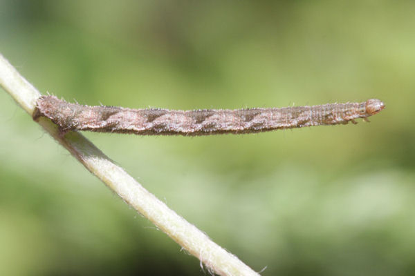 Eupithecia subfuscata: Bild 79
