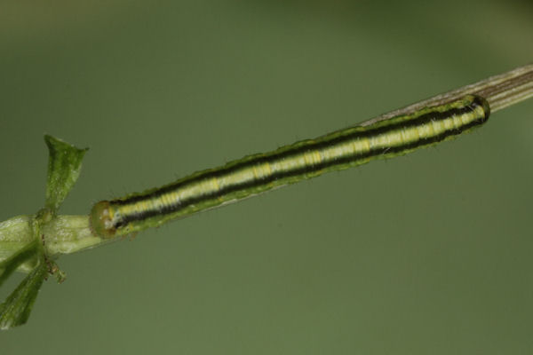 Catarhoe cuculata: Bild 26