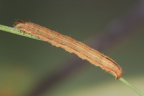 Epirrhoe molluginata: Bild 29