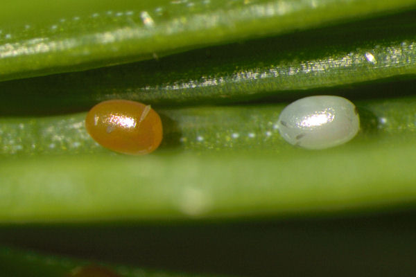 Eupithecia tantillaria: Bild 5