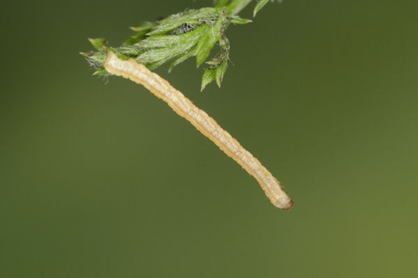 Eupithecia subfuscata: Bild 9