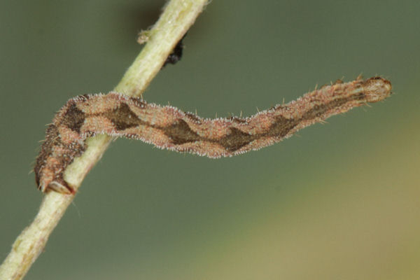 Eupithecia subfuscata: Bild 85