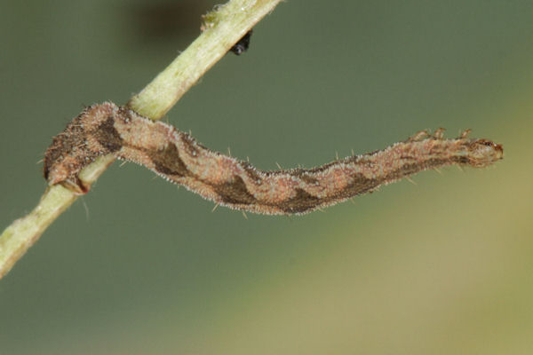 Eupithecia subfuscata: Bild 86