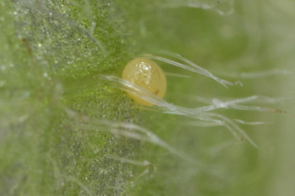Perizoma albulata: Bild 2