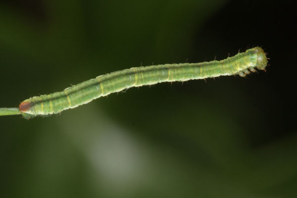 Eupithecia lariciata: Bild 57