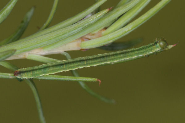 Eupithecia lariciata: Bild 39