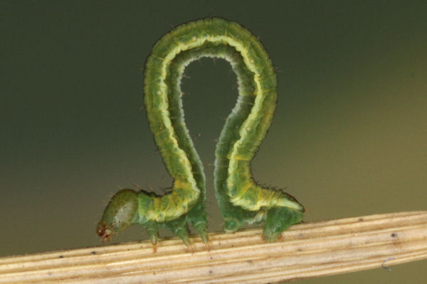 Eupithecia lariciata: Bild 45