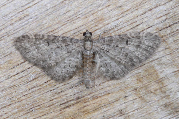 Eupithecia sp.: Bild 10