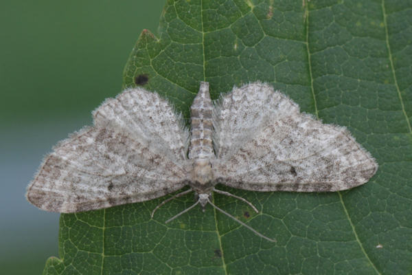 Eupithecia subfuscata: Bild 40
