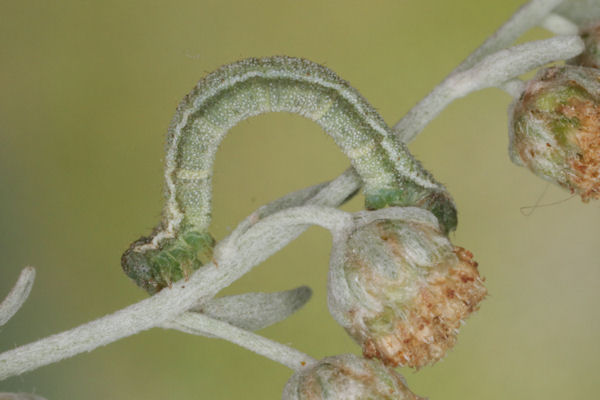 Eupithecia pernotata: Bild 17