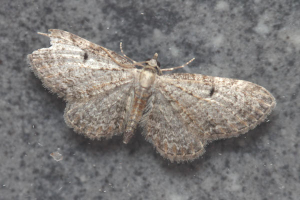 Eupithecia sp.: Bild 3