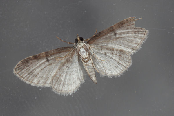 Eupithecia sp.: Bild 21