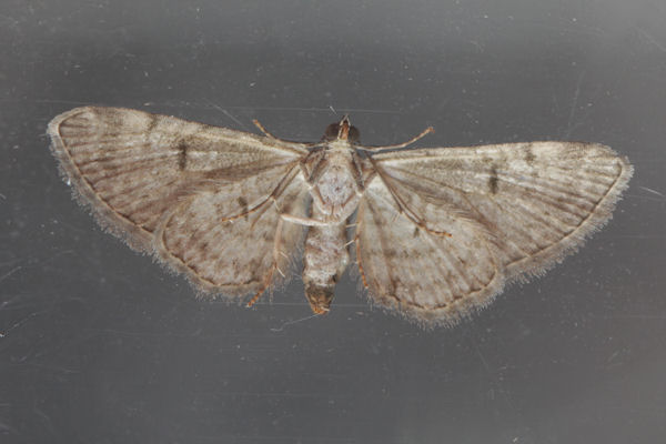 Eupithecia distinctaria: Bild 31