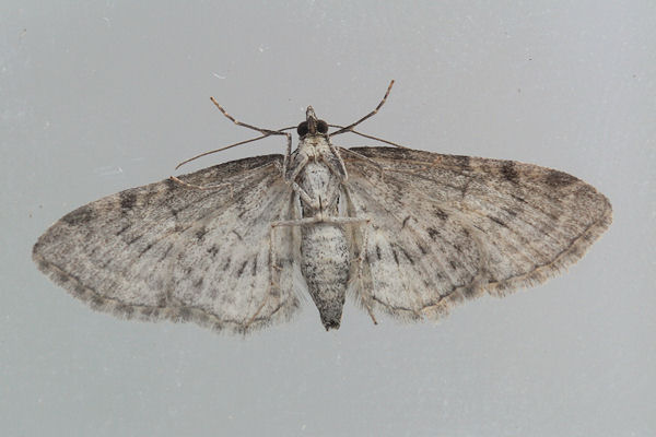 Eupithecia lariciata: Bild 32