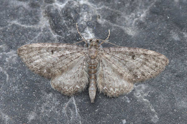 Eupithecia subfuscata: Bild 11