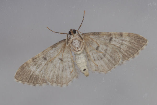 Eupithecia impurata: Bild 35