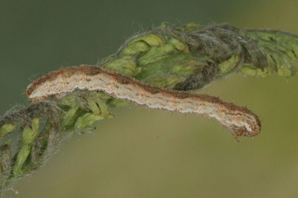 Eupithecia icterata: Bild 42