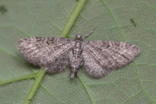 Eupithecia subfuscata: Bild 45