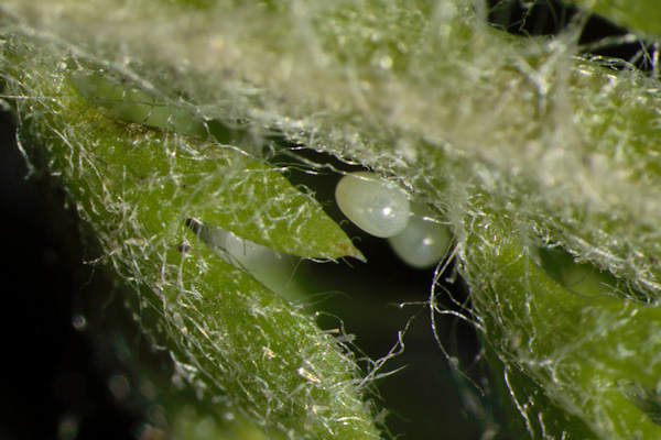 Eupithecia subfuscata: Bild 8