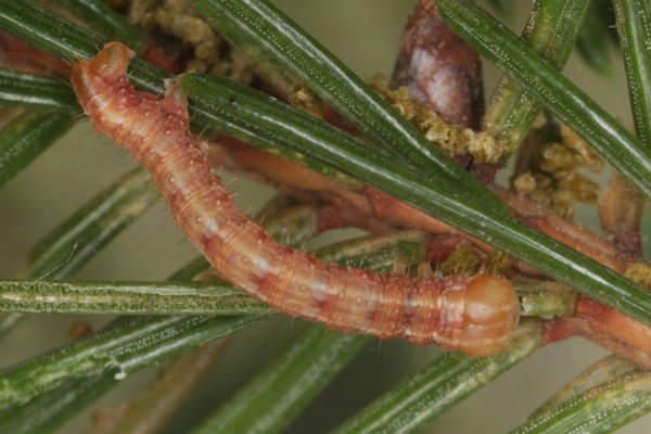 Hylaea fasciaria f. fasciaria: Bild 21