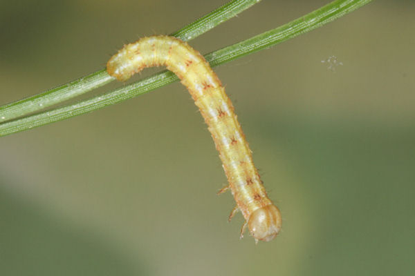 Hylaea fasciaria f. fasciaria: Bild 24