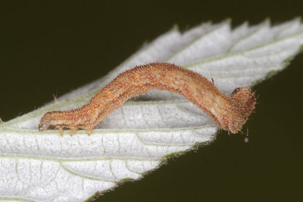 Eupithecia vulgata: Bild 38