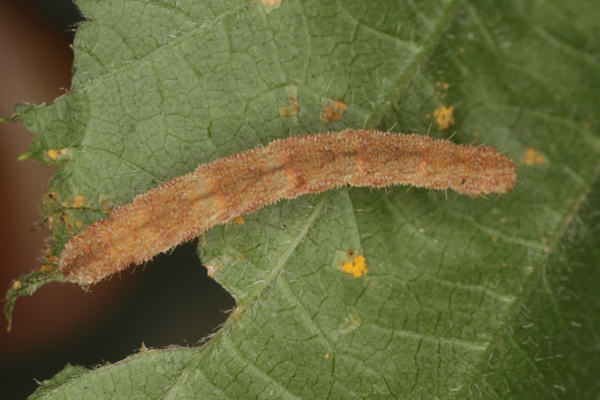 Eupithecia vulgata: Bild 42