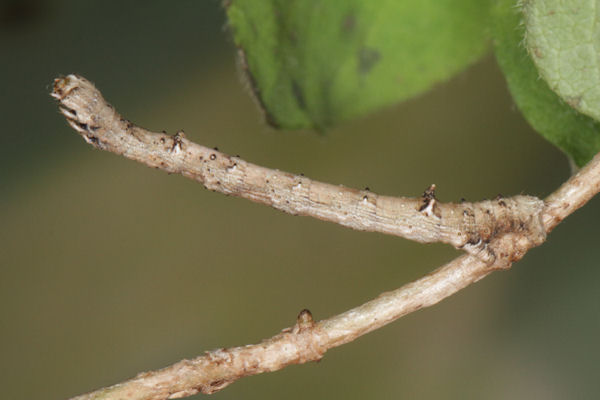 Angerona prunaria: Bild 58