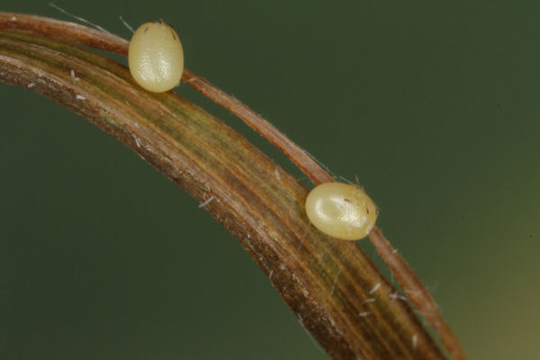 Entephria caesiata: Bild 6