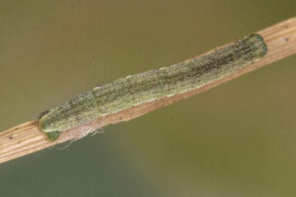 Eupithecia pernotata: Bild 22