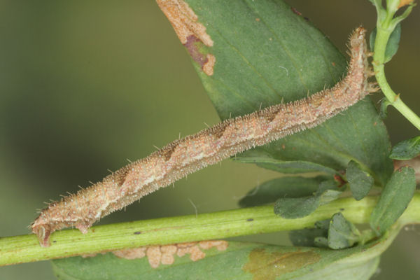 Eupithecia subfuscata: Bild 93