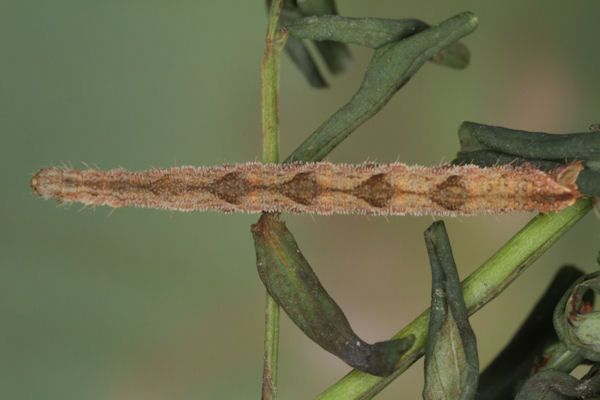 Eupithecia subfuscata: Bild 94